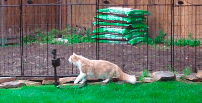 Прикольные гифки (25.02.2019)