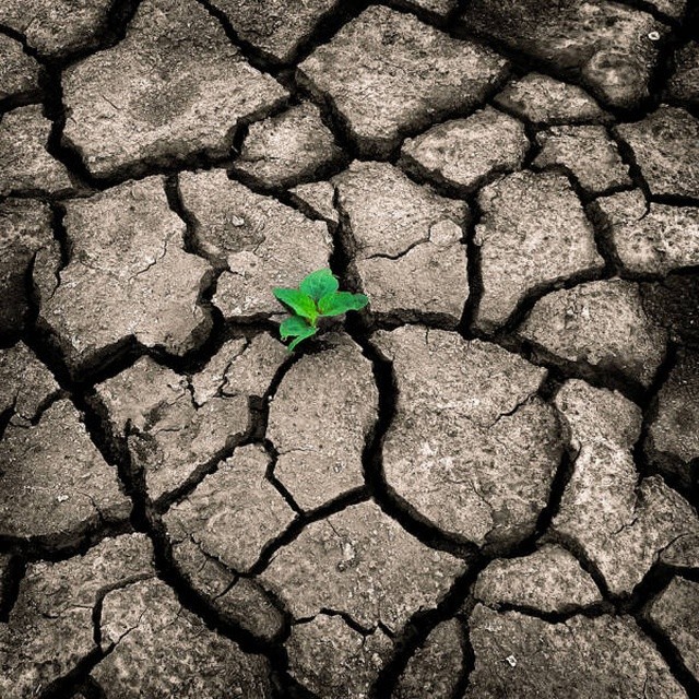 Природу не остановить (19 фото)