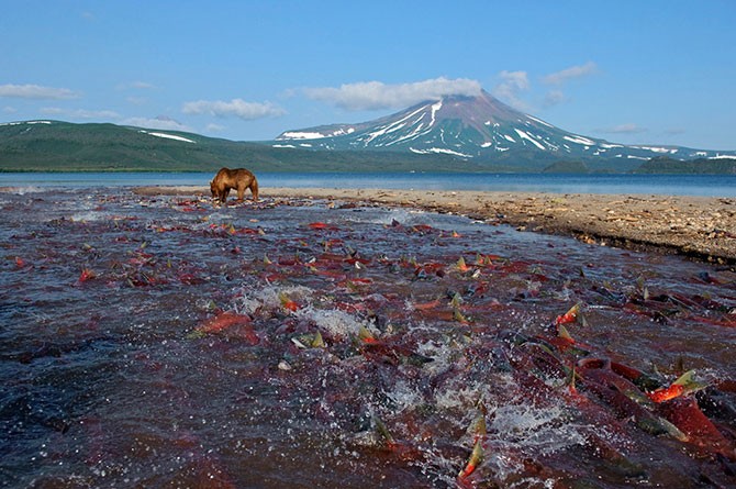 Нерест нерки на Курильском озере (14 фото)