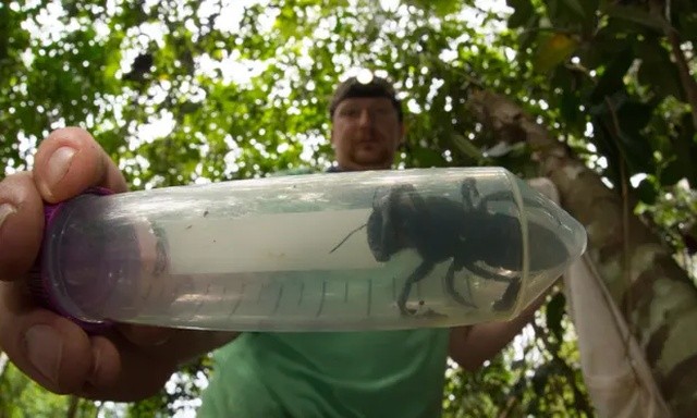 Найдена огромная пчела Уоллеса, она считалась вымершим (3 фото)