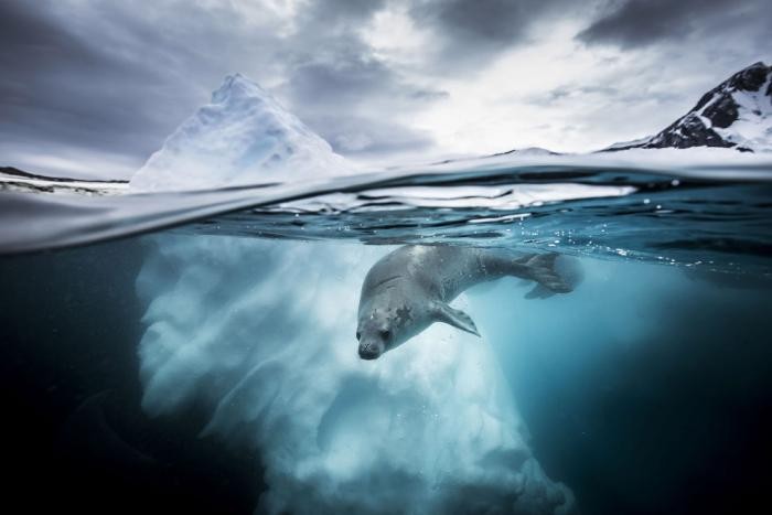 Победители Underwater Photographer of the Year 2019 (21 фото)