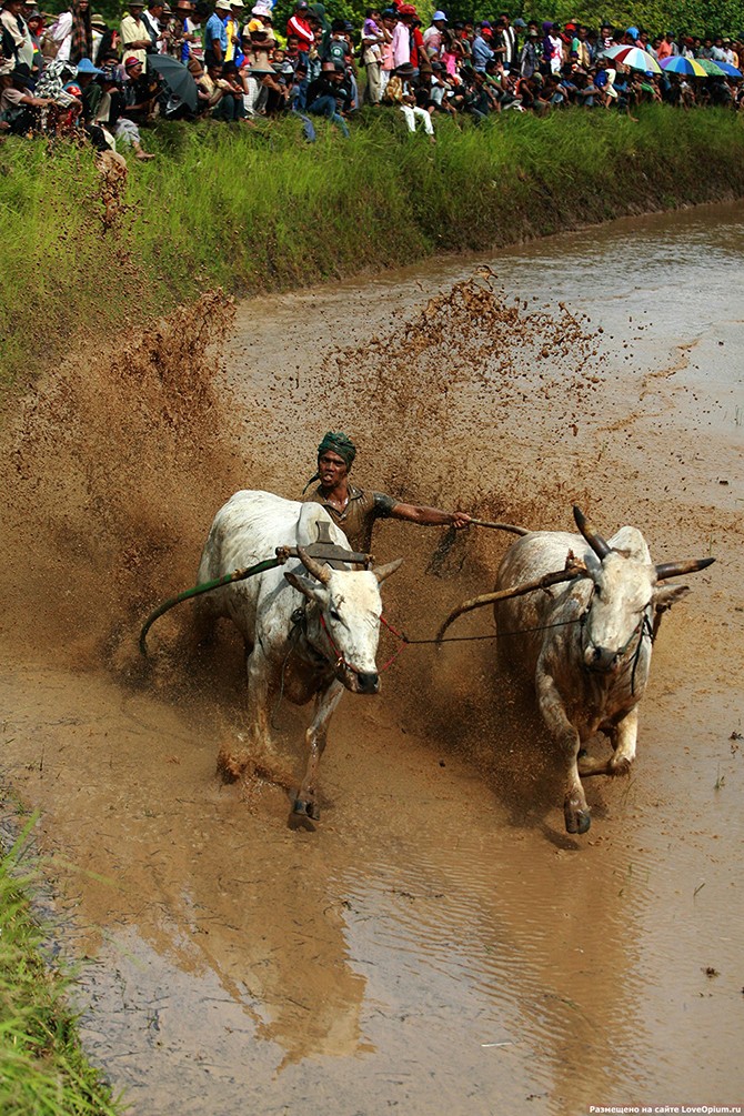 Гонки на быках в Индии (26 фото)