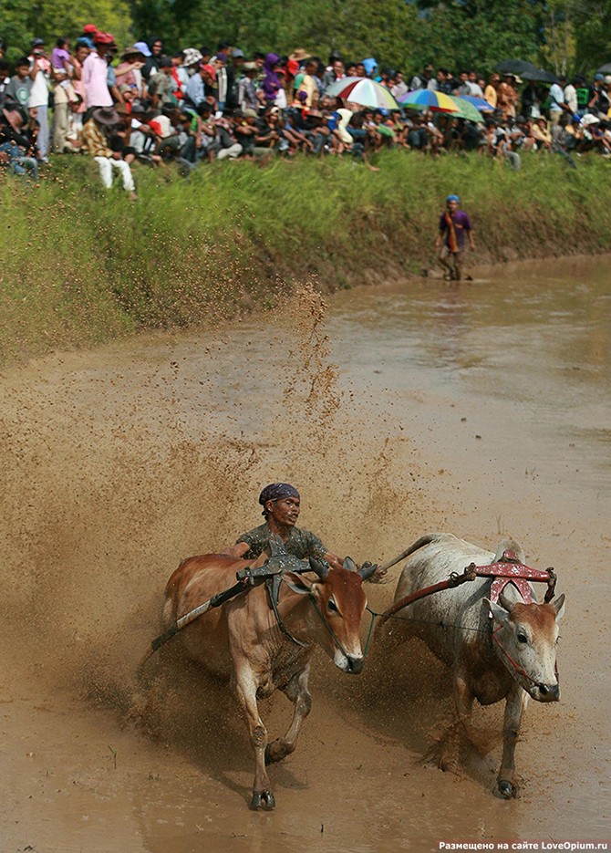 Гонки на быках в Индии (26 фото)