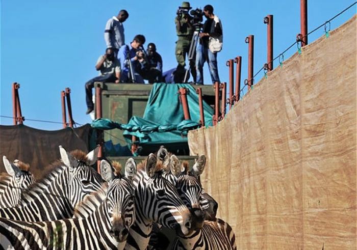 Перевозка зебр (9 фото)