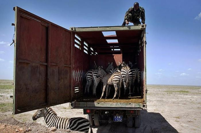 Перевозка зебр (9 фото)