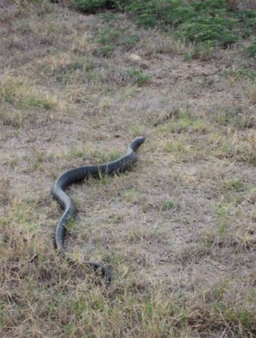 Змея съела своего собрата (7 фото)