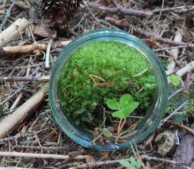Странные вещи, которые люди нашли, гуляя по лесу (17 фото)