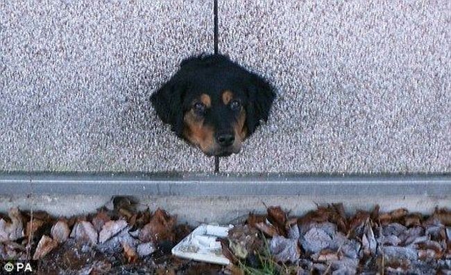 Пес застрял в дырке в стене (3 фото)