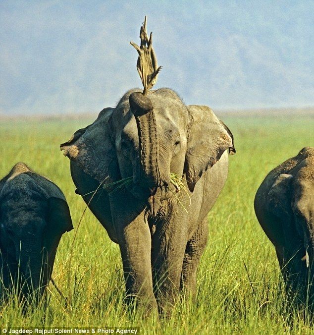 Слон и ящерица (3 фото)