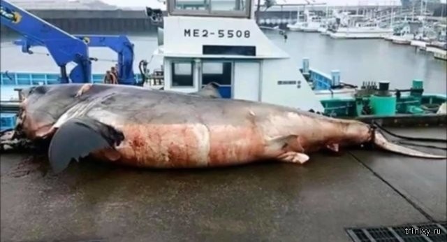 Рыбак из Японии опубликовал фото гигантской белой акулы (3 фото)