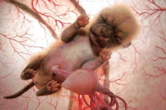 Животные в утробе матери (12 фото)