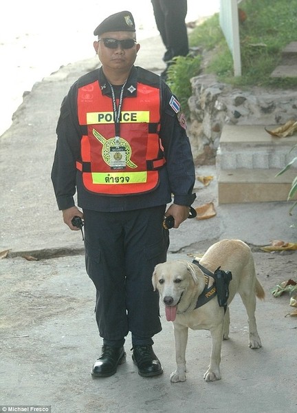 Опасные псы в Таиланде (2 фото)