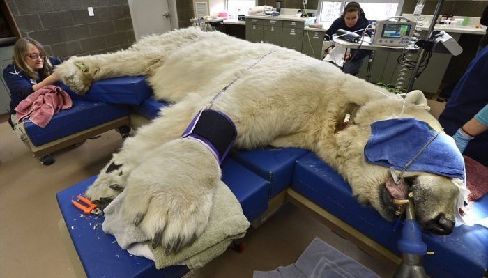 Полярный медведь на приеме у врача (10 фото)
