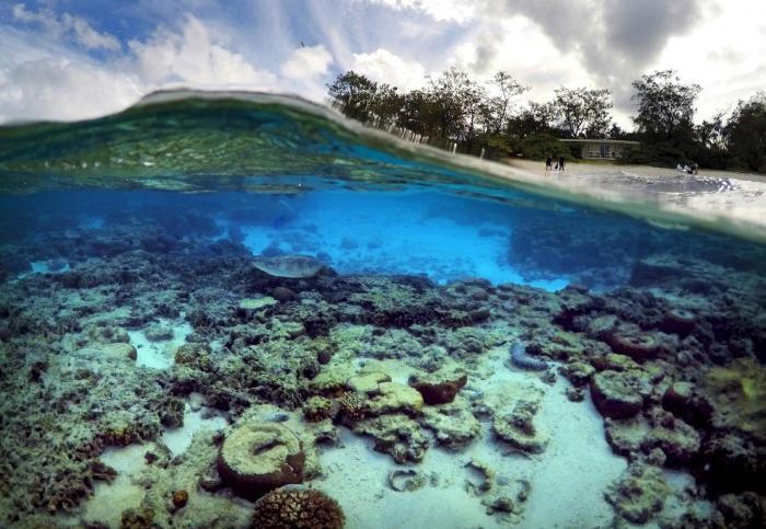 Большой Барьерный риф в фотографиях (16 фото)