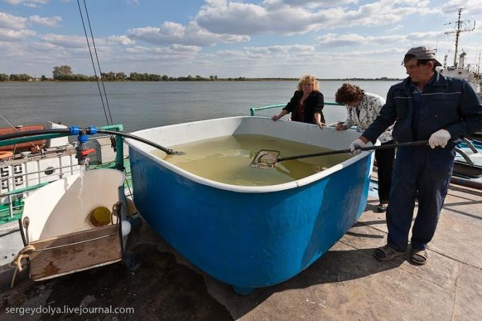 Как разводят осетров в Астрахани (19 фото)