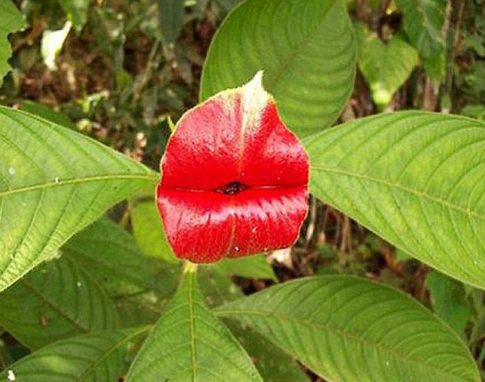 Цветок напоминающий по форме женские пухлые губы (16 фото)