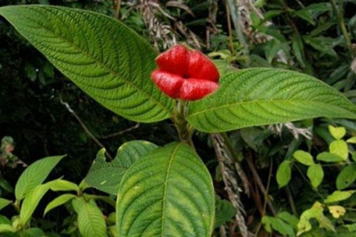 Цветок напоминающий по форме женские пухлые губы (16 фото)