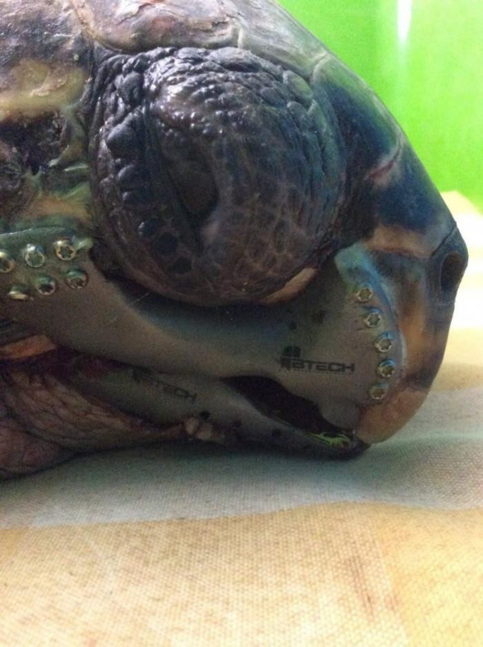 Черепахе сделали титановую челюсть (6 фото)