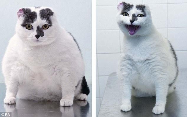 Как худеют толстые животные (12 фото)