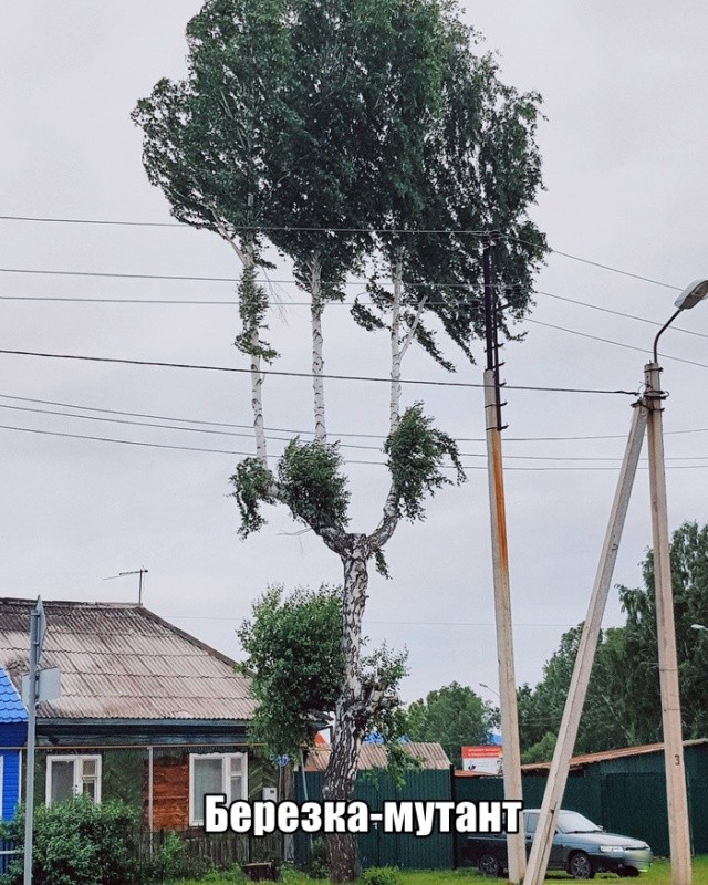 Подборка прикольных фото (61 фото) 11.06.2019