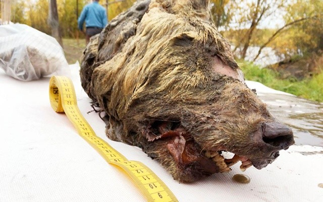 В Сибири нашли голову доисторического волка с целым мозгом (7 фото)