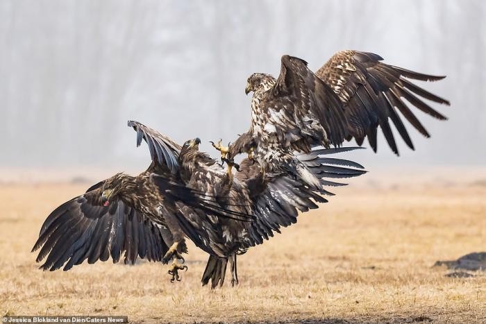 Зрелищная битва орлов (9 фото)