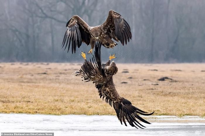 Зрелищная битва орлов (9 фото)