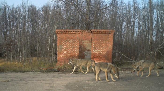 Животный мир в зоне отчуждения Чернобыля (14 фото)