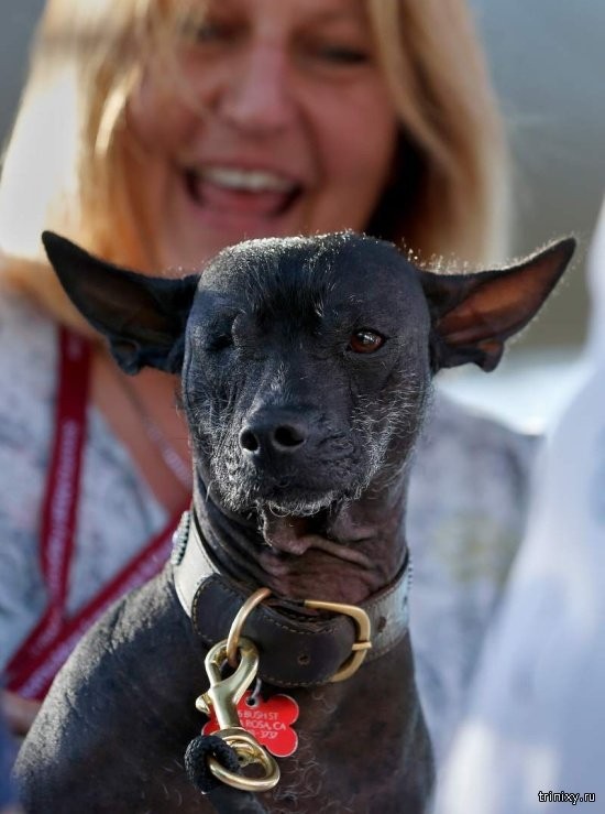 В США прошел конкурс «Самая уродливая собака» (13 фото)