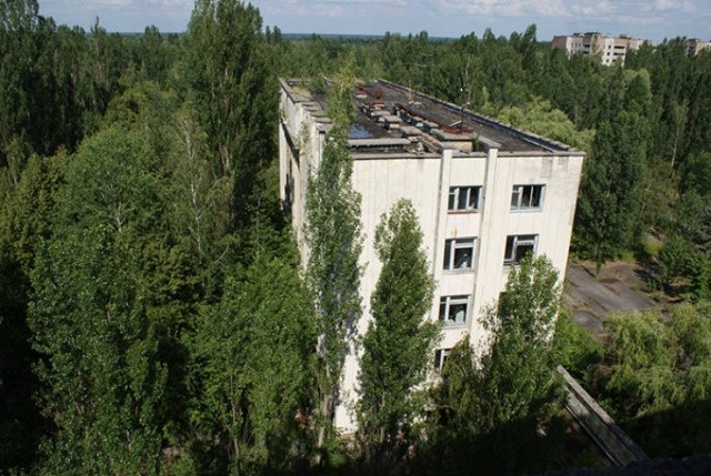 Как природа забирает Чернобыль (65 фото)