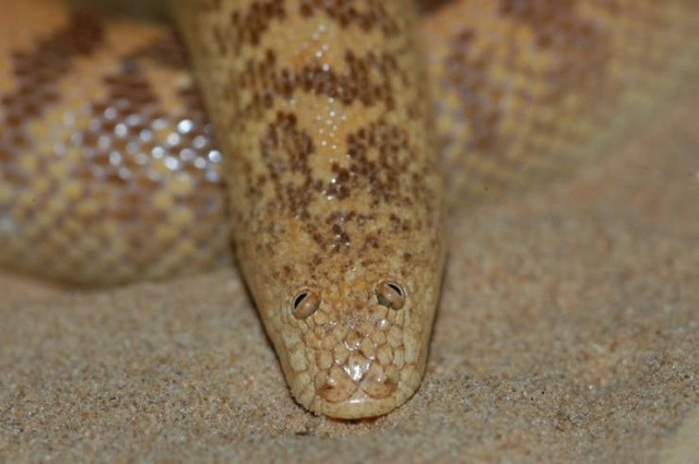 Самая забавная змея (7 фото)