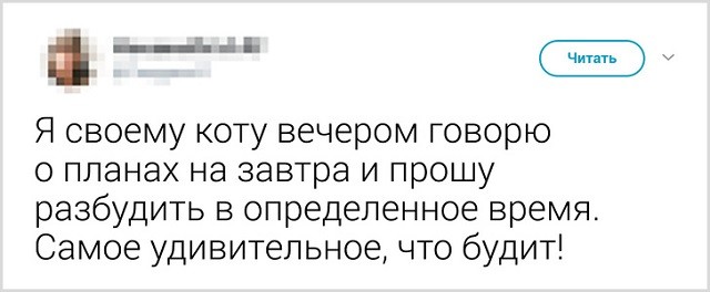 Как прощаются со своими котиками перед выходом из дома (13 скриншота)