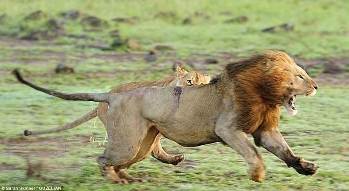 Лев забрёл на чужую территорию (9 фото)
