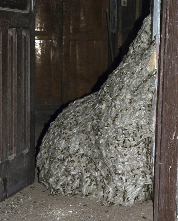 Полиция Испании обнаружила осиное гнездо размером с комнату (5 фото)