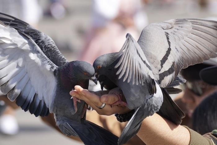 Мэр Магадана ввел штрафы за кормление голубей (2 фото)