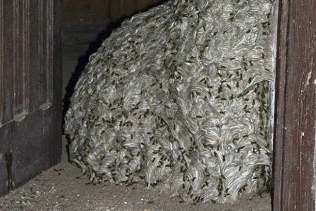 Полиция Испании обнаружила осиное гнездо размером с комнату (5 фото)