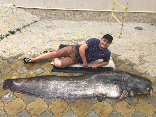 Рыбаки выловили на Волге 90-килограммового сома-великана (2 фото)