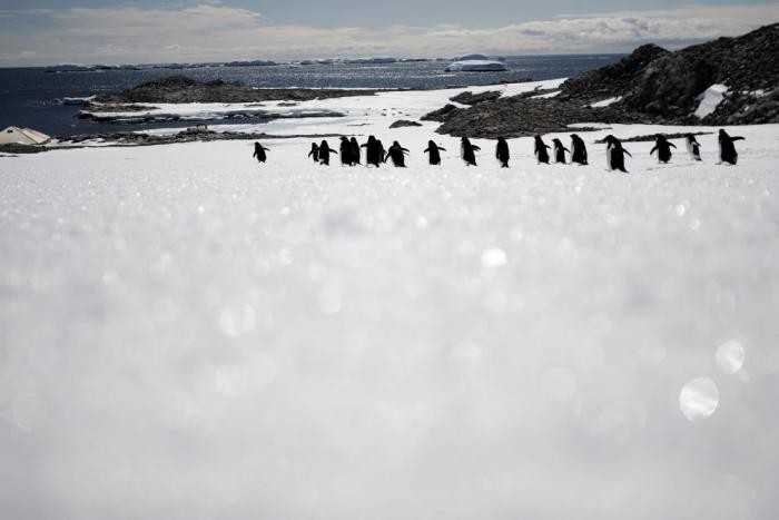 Фото-путешествие в Антарктиду (29 фото)