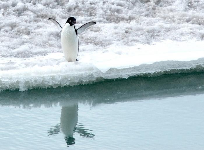 Фото-путешествие в Антарктиду (29 фото)