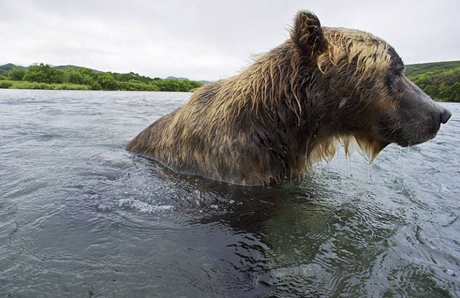 Медведь-рыболов с Камчатки (21 фото)