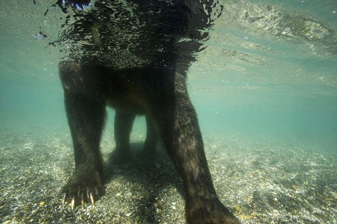 Медведь-рыболов с Камчатки (21 фото)