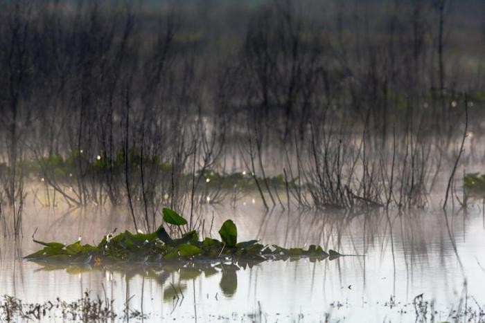 Великое Мрачное болото (37 фото)