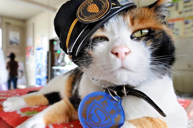 В Японии живёт кошка-смотритель железнодорожной станции (3 фото)