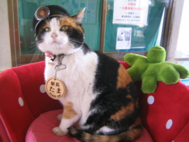 В Японии живёт кошка-смотритель железнодорожной станции (3 фото)
