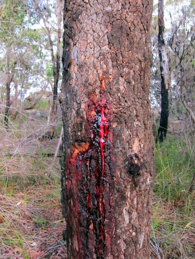 Дерево, «истекающее кровью» (7 фото)