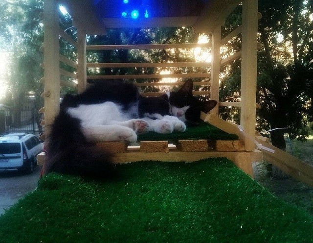 Самый счастливый дворовой кот Волгограда (8 фото)