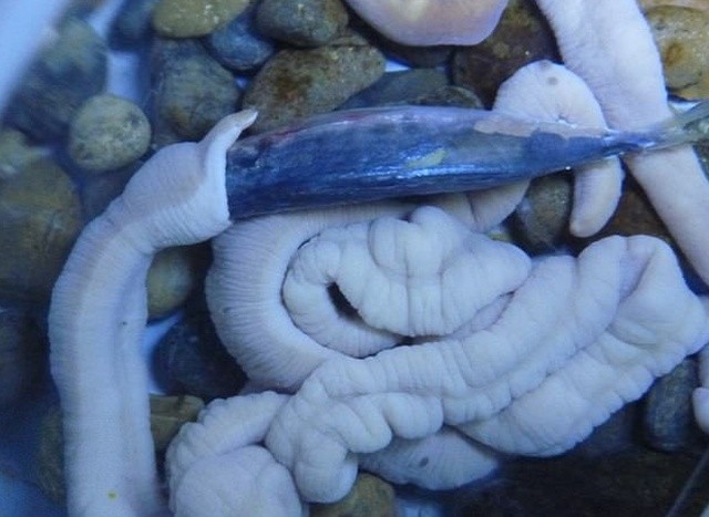 В Японии живут 70-сантиметровые черви (5 фото)