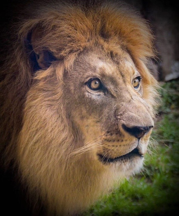 Симбу из "Короля льва" рисовали с настоящего львенка (12 фото)
