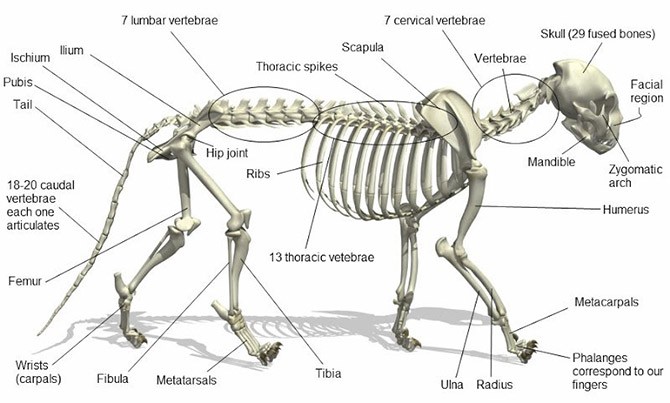 Интересные факты о кошках (16 фото)