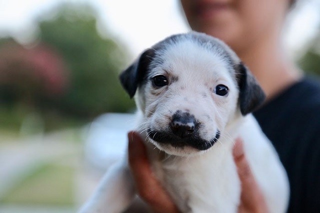 Сальвадор Долли - щенок, который кого-то очень напоминает... (8 фото)